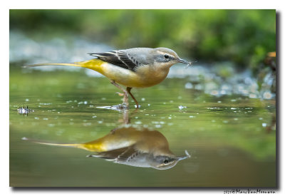 Grote Gele Kwikstaart - Grey Wagtail
