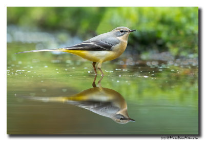 Grote Gele Kwikstaart - Grey Wagtail