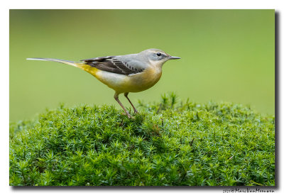 Grote Gele Kwikstaart - Grey Wagtail