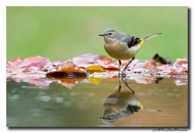 Grote Gele Kwikstaart - Grey Wagtail