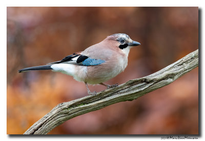 Gaai - Jay
