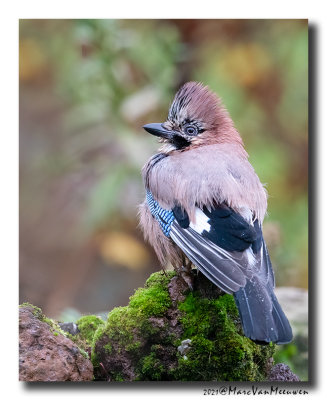 Gaai - Jay