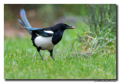 Ekster - Magpie