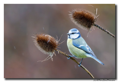 Pimpelmees - Blue Tit