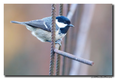 Zwarte Mees - Coal Tit