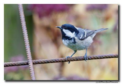 Zwarte Mees - Coal Tit