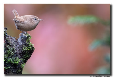Winterkoning - Eurasian Wren