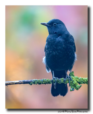 Merel - Blackbird