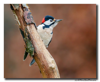 Grote Bonte Specht - Great Spotted Woodpecker