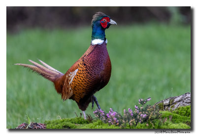 Fazant - Pheasant