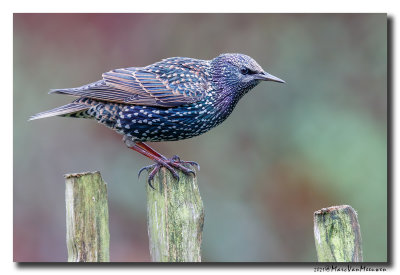 Spreeuw - Starling