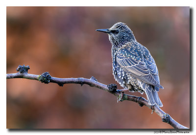 Spreeuw - Starling