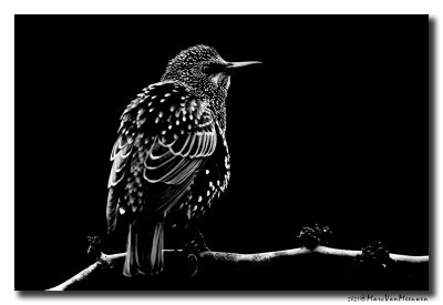 Spreeuw - Starling