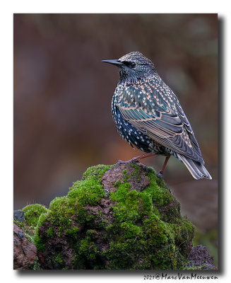 Spreeuw - Starling