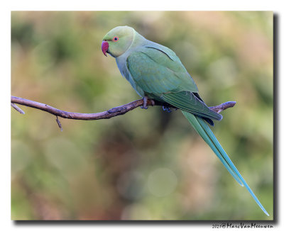 Halsbandparkiet - Rose-ringed Parakeet