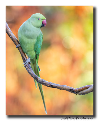 Halsbandparkiet - Rose-ringed Parakeet