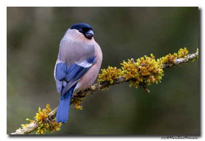 Goudvink - Bullfinch