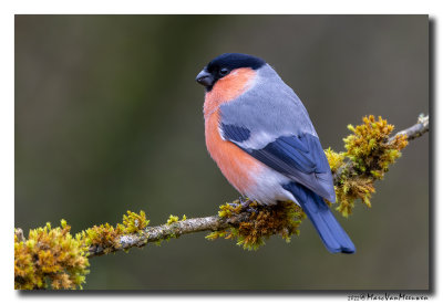 Goudvink - Bullfinch