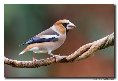 Appelvink - Hawfinch