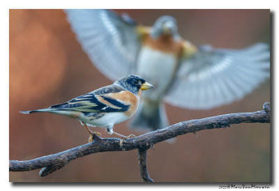 Keep - Brambling