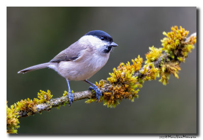 Glanskop - Marsh Tit