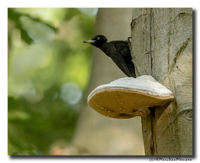 Zwarte Specht - Black Woodpecker
