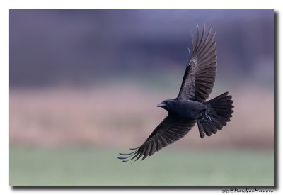 Zwarte Kraai - Carrion Crow