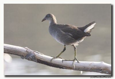 Waterhoen - Moorhen