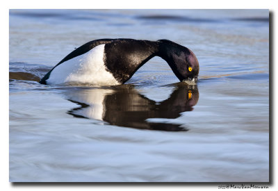 Kuifeend - Tufted Duck