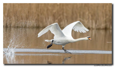 Knobbelzwaan - Mute Swan