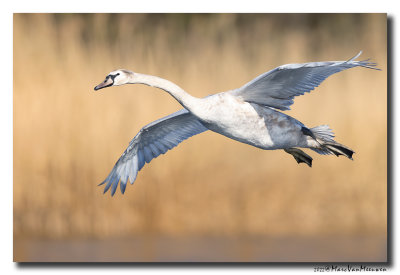 Knobbelzwaan - Mute Swan