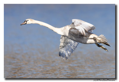 Knobbelzwaan - Mute Swan