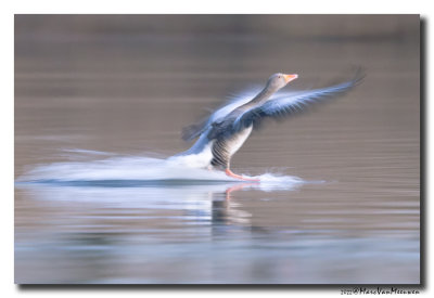 Grauwe Gans - Greylag Goose