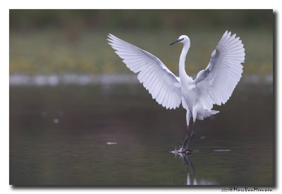 Kleine Zilverreiger - Little Egret