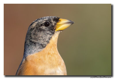 Keep - Brambling