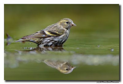 Sijs - Siskin