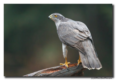 Havik - Northern Goshawk