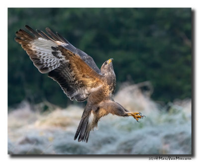 Buizerd - Buzzard