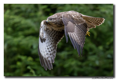 Buizerd - Buzzard