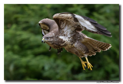 Buizerd - Buzzard