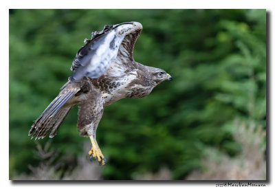 Buizerd - Buzzard