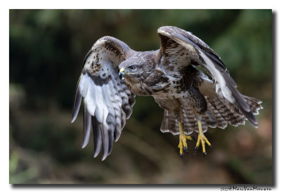 Buizerd - Buzzard