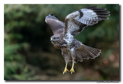 Buizerd - Buzzard