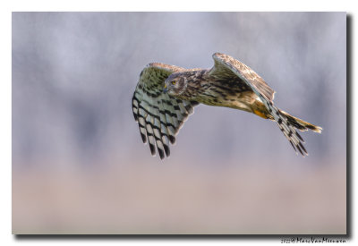Blauwe Kiekendief - Hen Harrier