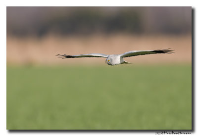 Blauwe Kiekendief - Hen Harrier
