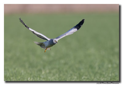Blauwe Kiekendief - Hen Harrier