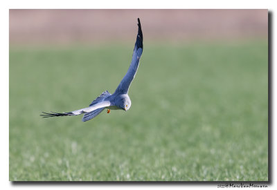 Blauwe Kiekendief - Hen Harrier