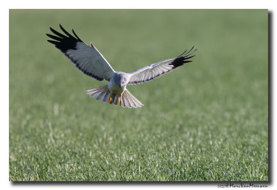 Blauwe Kiekendief - Hen Harrier
