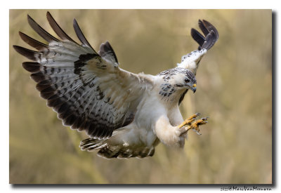 Buizerd - Buzzard