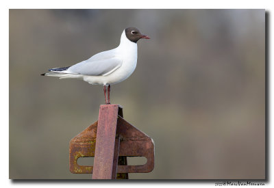 Kokmeeuw - Black-headed Gull